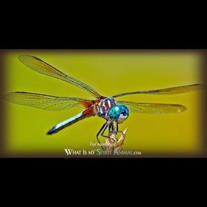 Meet your Posher, Suz